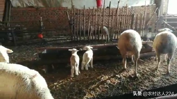 羊了个羊辅助_羊了个羊辅助过关神器