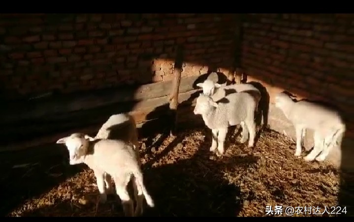 羊了个羊辅助_羊了个羊辅助过关神器