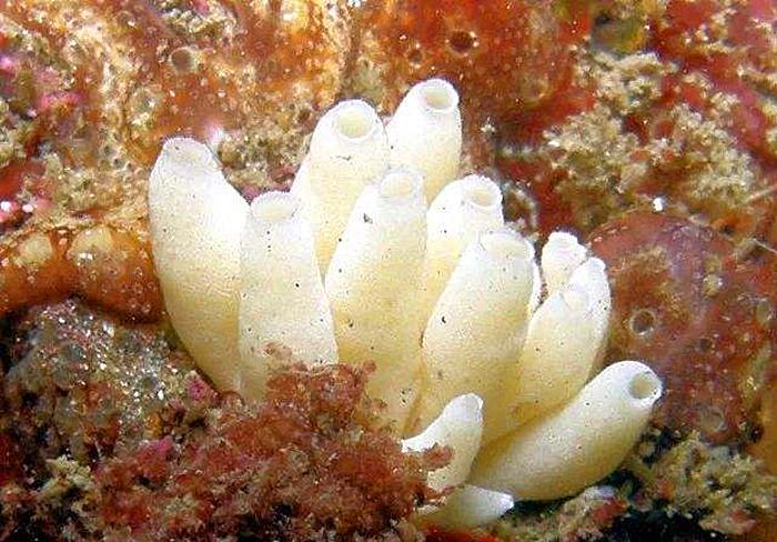 海洋里的海绵是植物还是动物_海洋里的海绵是植物还是动物图片