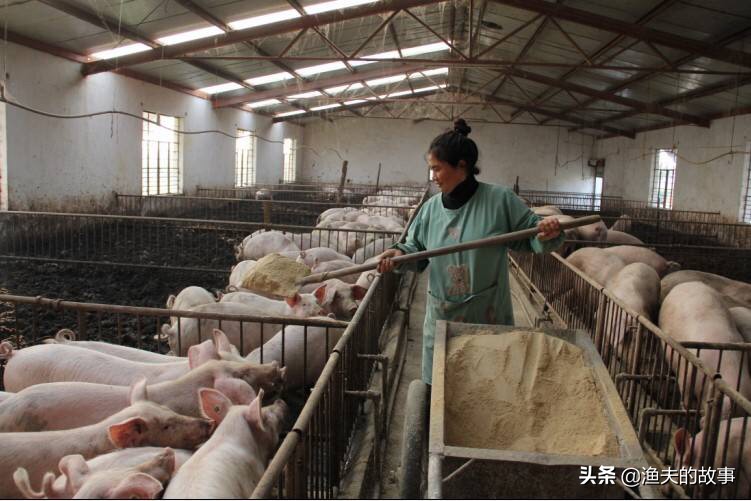 冷水烫猪成语形容什么_冷水烫猪形容的是