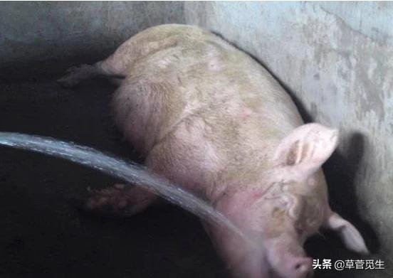 冷水烫猪成语形容什么_冷水烫猪形容的是