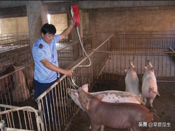 冷水烫猪成语形容什么_冷水烫猪形容的是