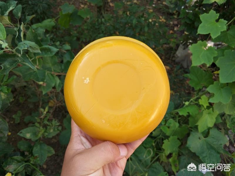 能够制造蜂蜡的是哪种类型的蜜蜂_能够制造蜂蜡的是哪种类型的蜜蜂?蜂后雄蜂工蜂都不是