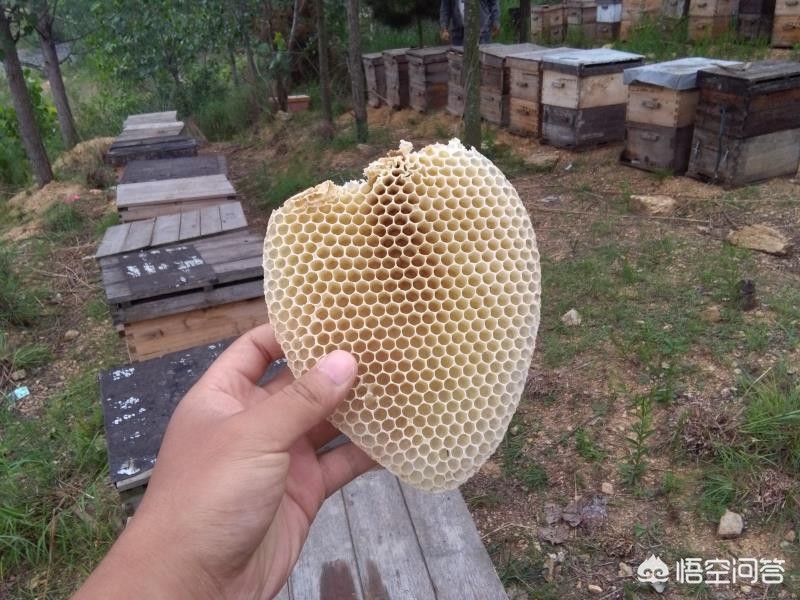 能够制造蜂蜡的是哪种类型的蜜蜂_能够制造蜂蜡的是哪种类型的蜜蜂?蜂后雄蜂工蜂都不是