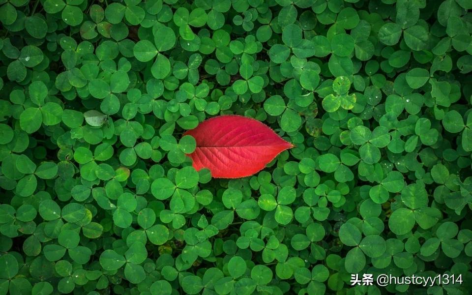 灵魂支配_灵魂支配者