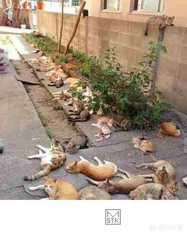 艹猫3_