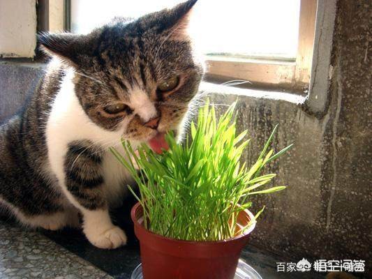 艹猫3_