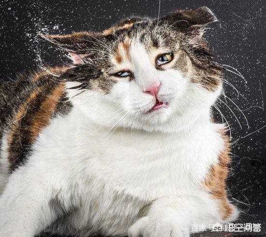 艹猫3_