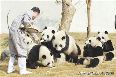 大熊猫爱吃的竹子蚂蚁庄园_大熊猫爱吃的竹子蚂蚁森林