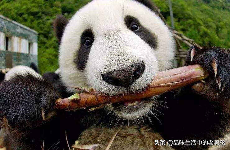 大熊猫爱吃的竹子蚂蚁庄园_大熊猫爱吃的竹子蚂蚁森林