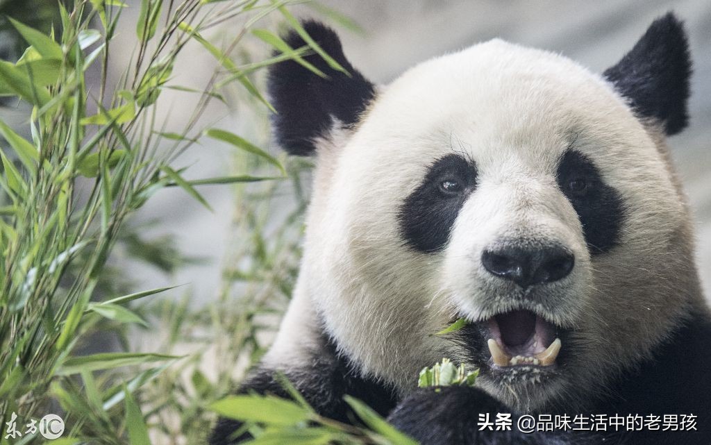 大熊猫爱吃的竹子蚂蚁庄园_大熊猫爱吃的竹子蚂蚁森林