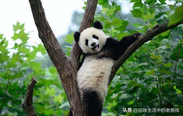 大熊猫爱吃的竹子蚂蚁庄园_大熊猫爱吃的竹子蚂蚁森林
