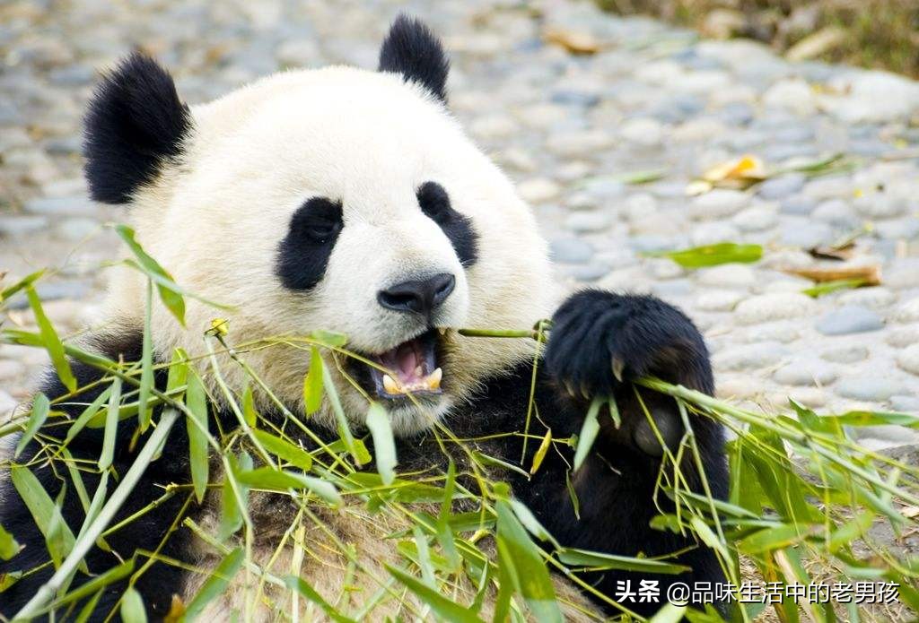 大熊猫爱吃的竹子蚂蚁庄园_大熊猫爱吃的竹子蚂蚁森林