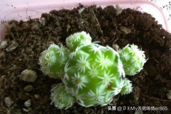 白鸟_白鸟任三郎