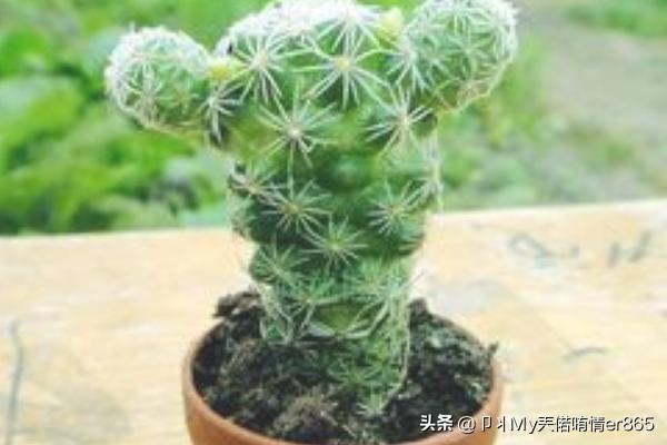 白鸟_白鸟任三郎