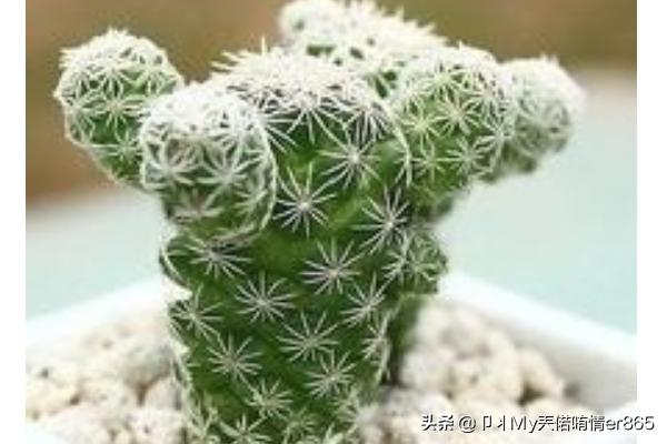 白鸟_白鸟任三郎
