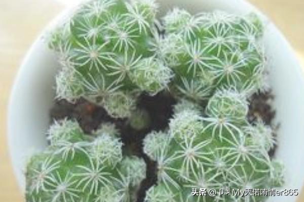 白鸟_白鸟任三郎