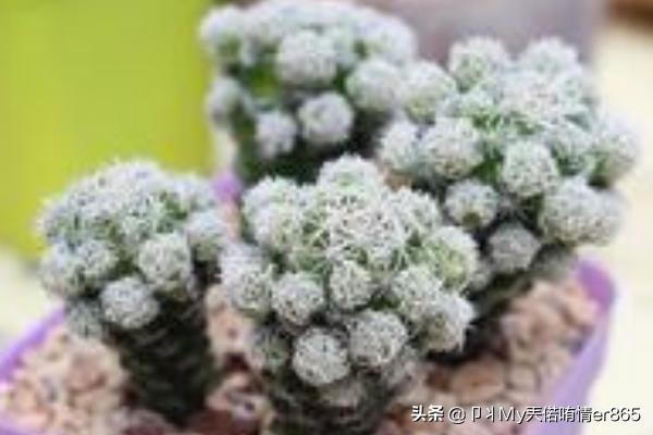 白鸟_白鸟任三郎