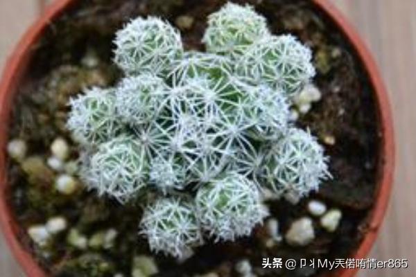 白鸟_白鸟任三郎
