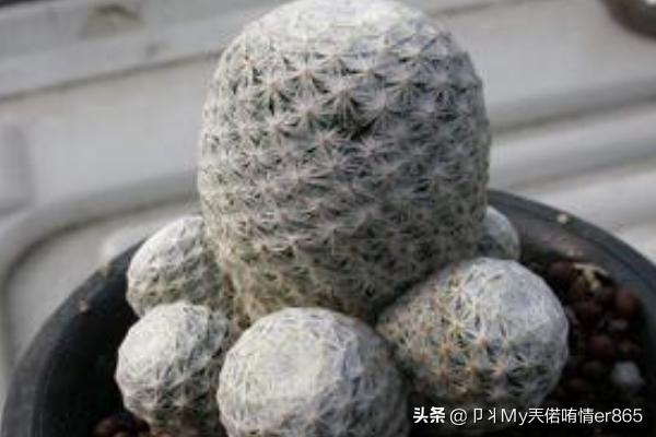 白鸟_白鸟任三郎