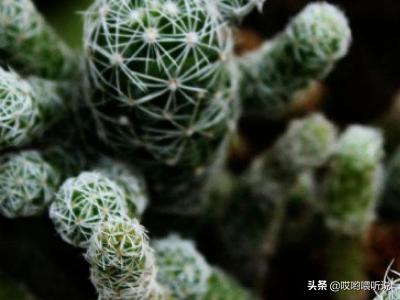 白鸟_白鸟任三郎