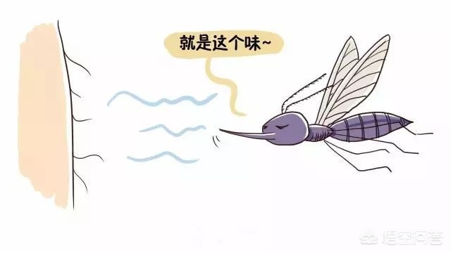 蚊子有偏爱的血型吗_蚊子有偏爱的血型吗为什么