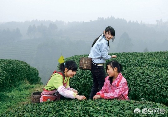 洞庭碧螺春产自哪里蚂蚁庄园_洞庭碧螺春是什么茶