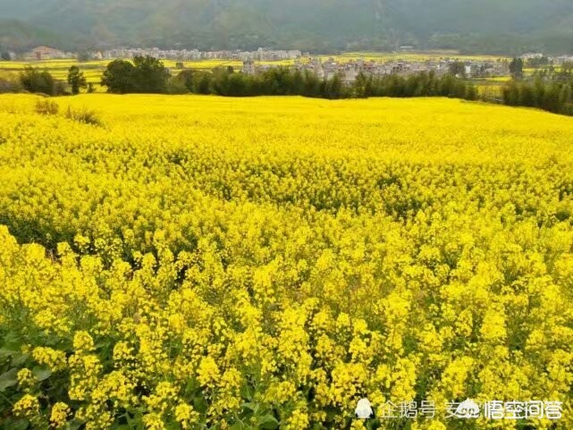 怎么样才能快速获得肥料_如何才能快速获得肥料呢