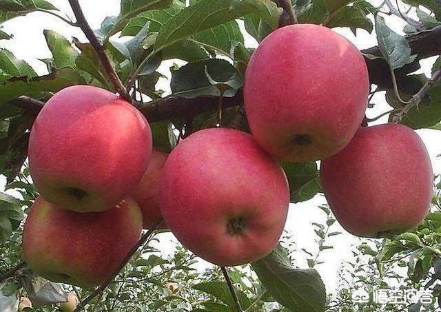 怎么样才能快速获得肥料_如何才能快速获得肥料呢