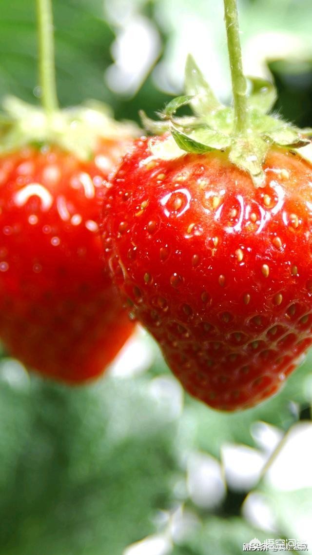 怎么样才能快速获得肥料_如何才能快速获得肥料呢