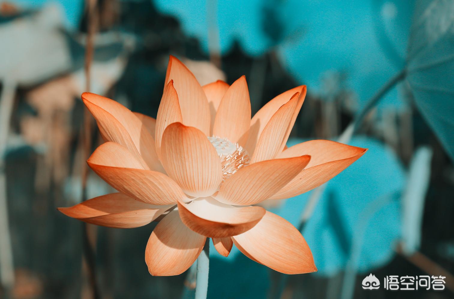 阿宝色调_阿宝色调是什么样的
