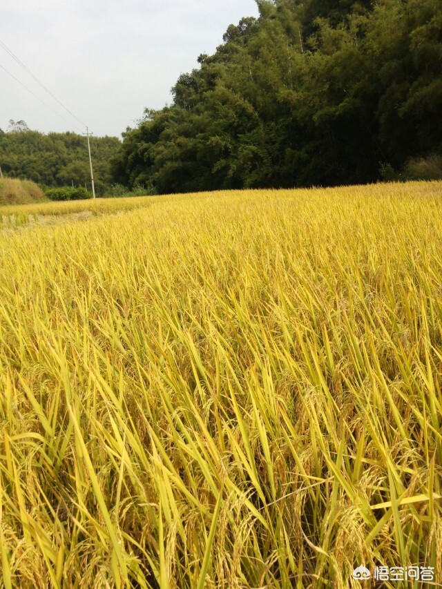 明星微信号_明星微信号大全