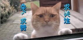 青春有你2怎么投票_青春有你怎么投票的