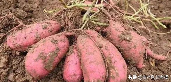 夏至后栽种红薯不结红薯_夏至后栽种红薯不结红薯的原因