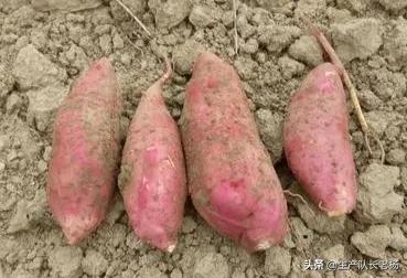 夏至后栽种红薯不结红薯_夏至后栽种红薯不结红薯的原因