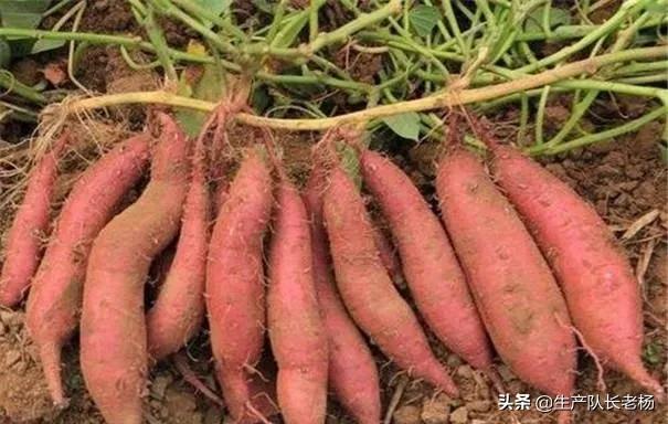 夏至后栽种红薯不结红薯_夏至后栽种红薯不结红薯的原因