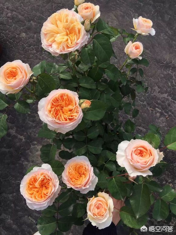 dnf风暴女皇_dnf风暴女皇80技能叫什么