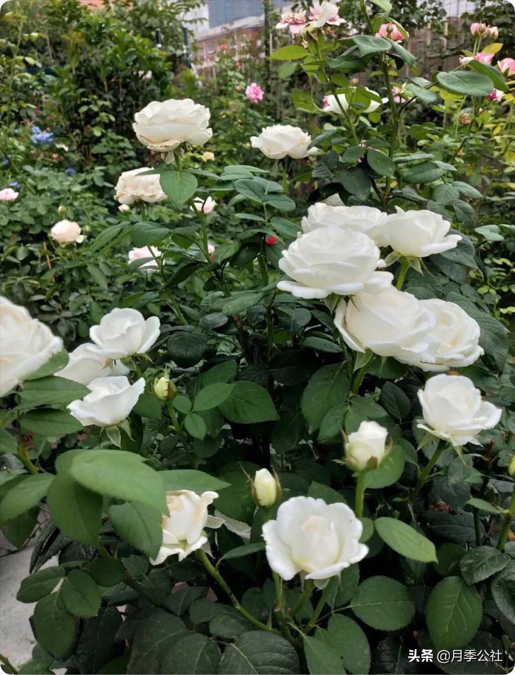 dnf风暴女皇_dnf风暴女皇80技能叫什么