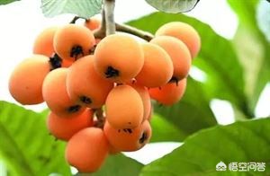 卢橘杨梅次第新_卢橘杨梅次第新全诗