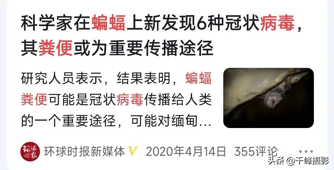 《蝙蝠》_《蝙蝠》电影完整版