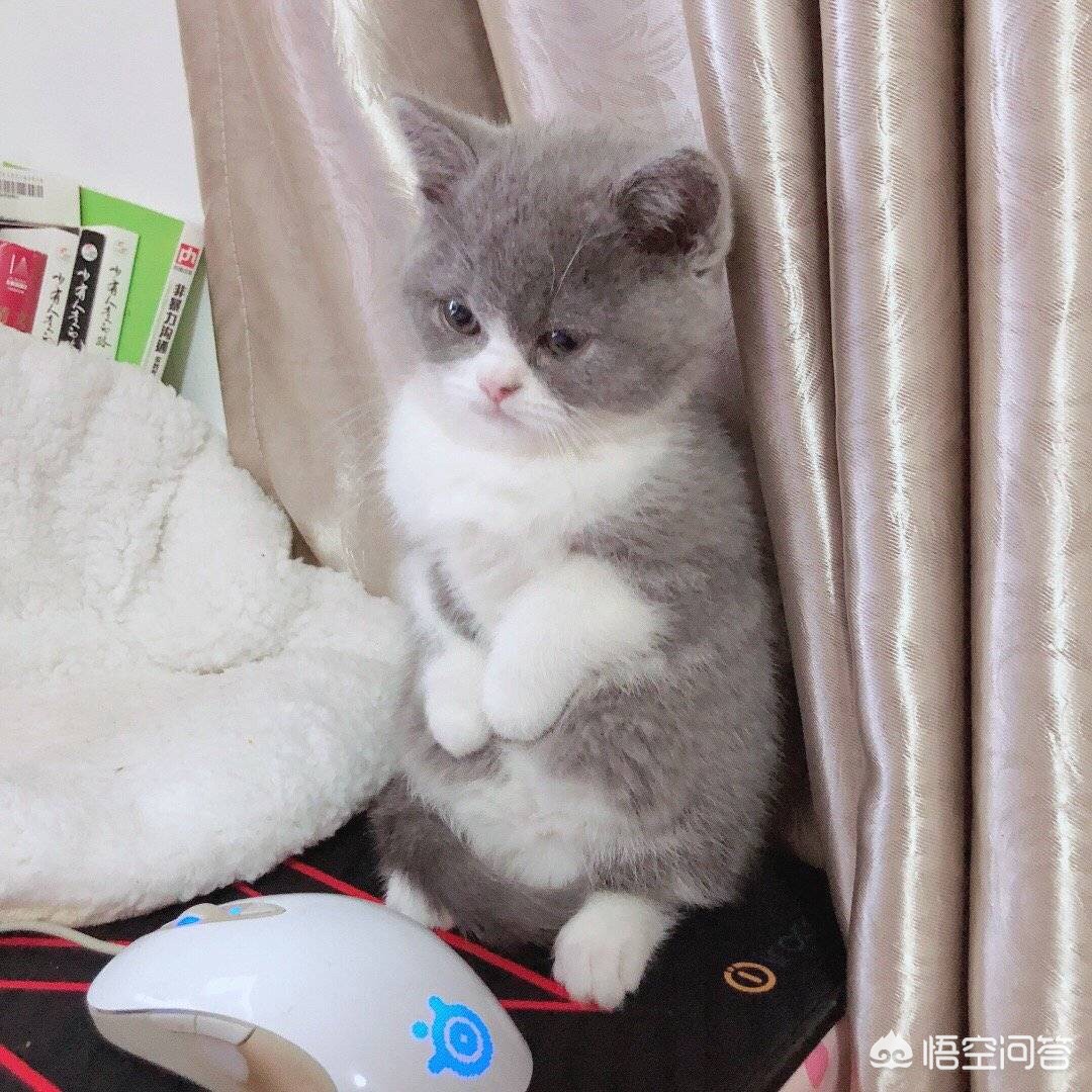 浪猫直播软件下载_浪猫直播软件下载安装