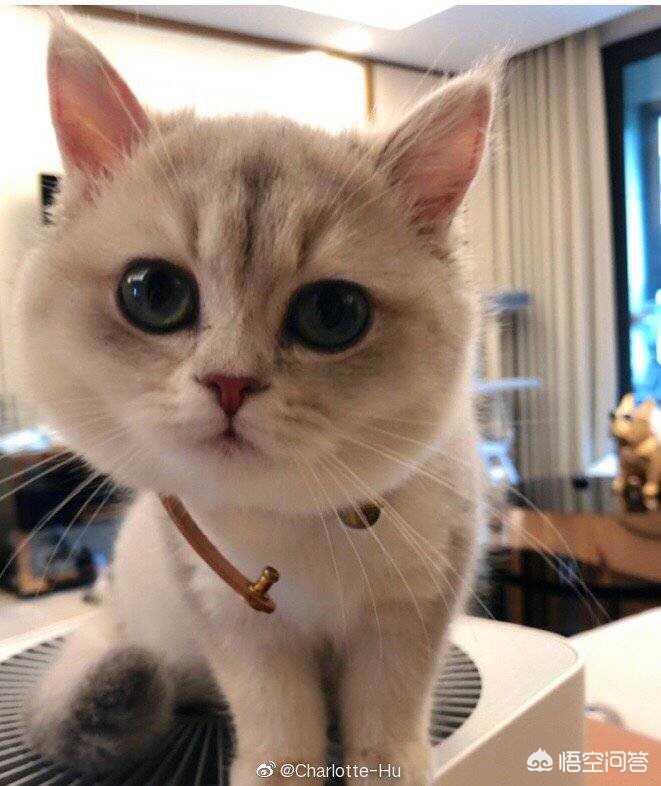 浪猫直播软件下载_浪猫直播软件下载安装