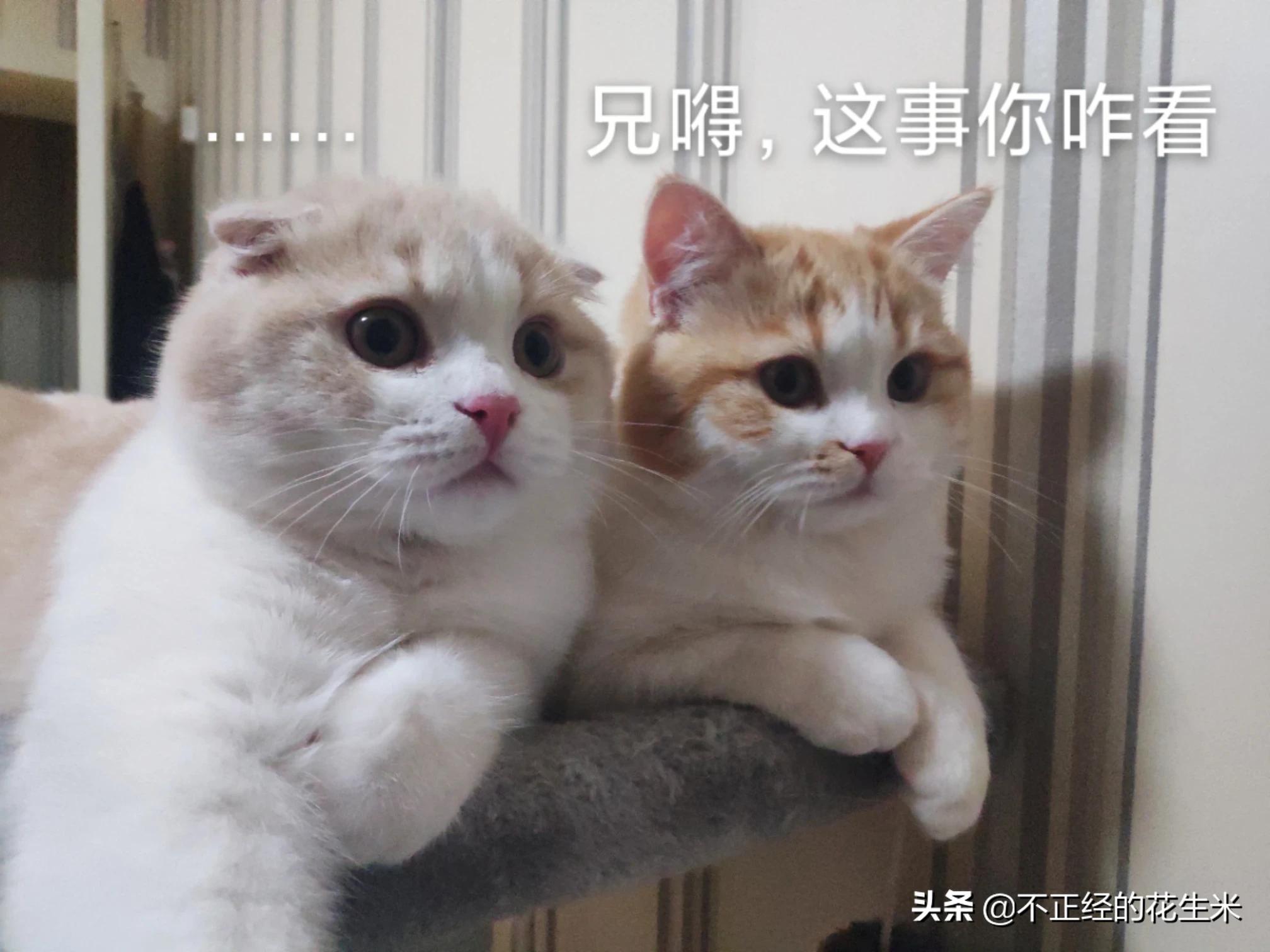 加藤清正_加藤清正与建州女真的战斗