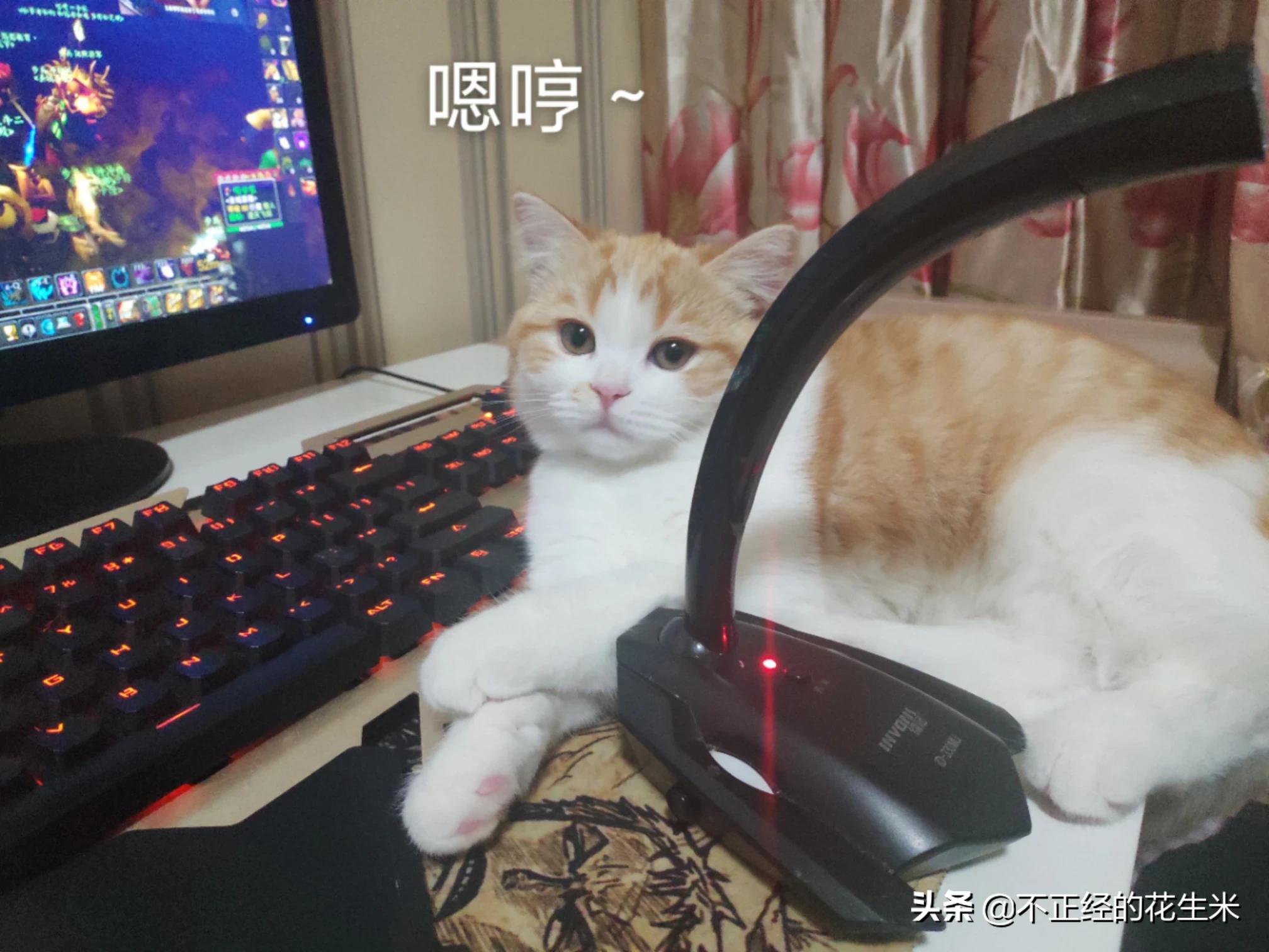 加藤清正_加藤清正与建州女真的战斗