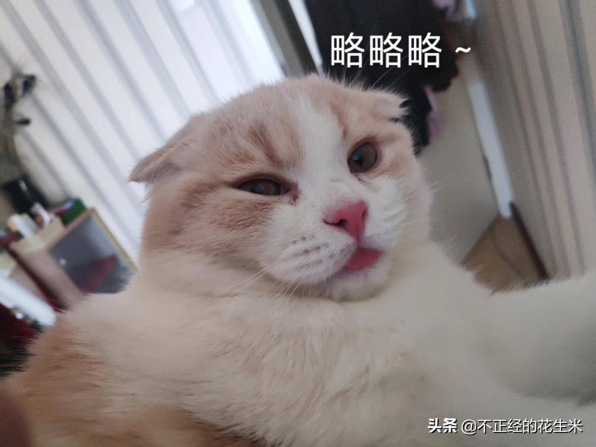 加藤清正_加藤清正与建州女真的战斗