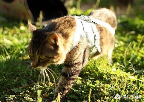 小猫宝盒最新版下载_小猫宝盒最新版下载安装