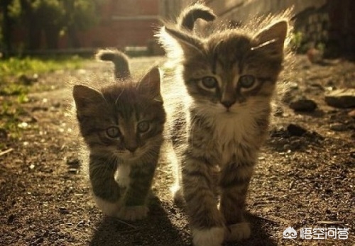 小猫宝盒最新版下载_小猫宝盒最新版下载安装