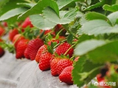 草莓视频_草莓视频下架怎么恢复