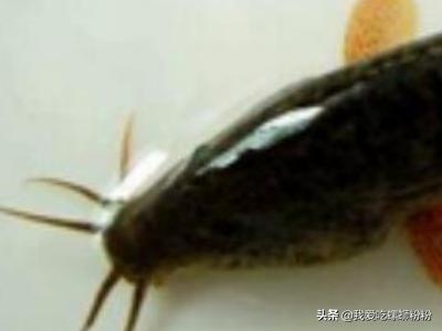 会夏眠的海洋生物_哪种海洋动物夏天休眠