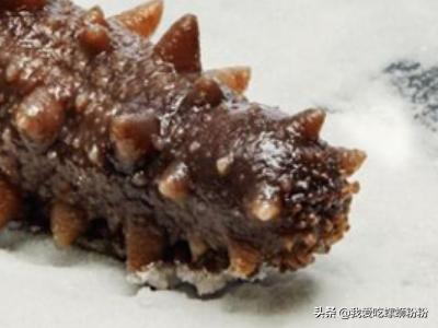 会夏眠的海洋生物_哪种海洋动物夏天休眠